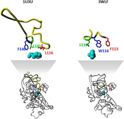 Functional Classification of Super-Large Families of Enzymes Based on Substrate Binding Pocket Residues for Biocatalysis and Enzyme Engineering Applications